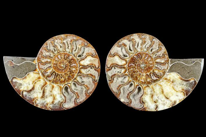 Cut & Polished Ammonite Fossil - Agatized #88429